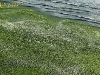 Prolifération des algues vertes en Baie de Douarnenez