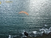 Parapente Pointe de Trefeuntec, Finistère