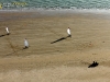 Char a voile plage d\'Arçais La faute-sur-Mer