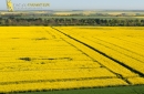 Champs de colza en Eure-et-Loir vue du ciel