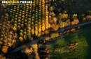 Forêts de peupliers en automne vue du ciel
