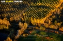 Forêts de peupliers en automne vue du ciel