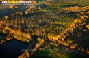 Forêts de peupliers en automne vue du ciel